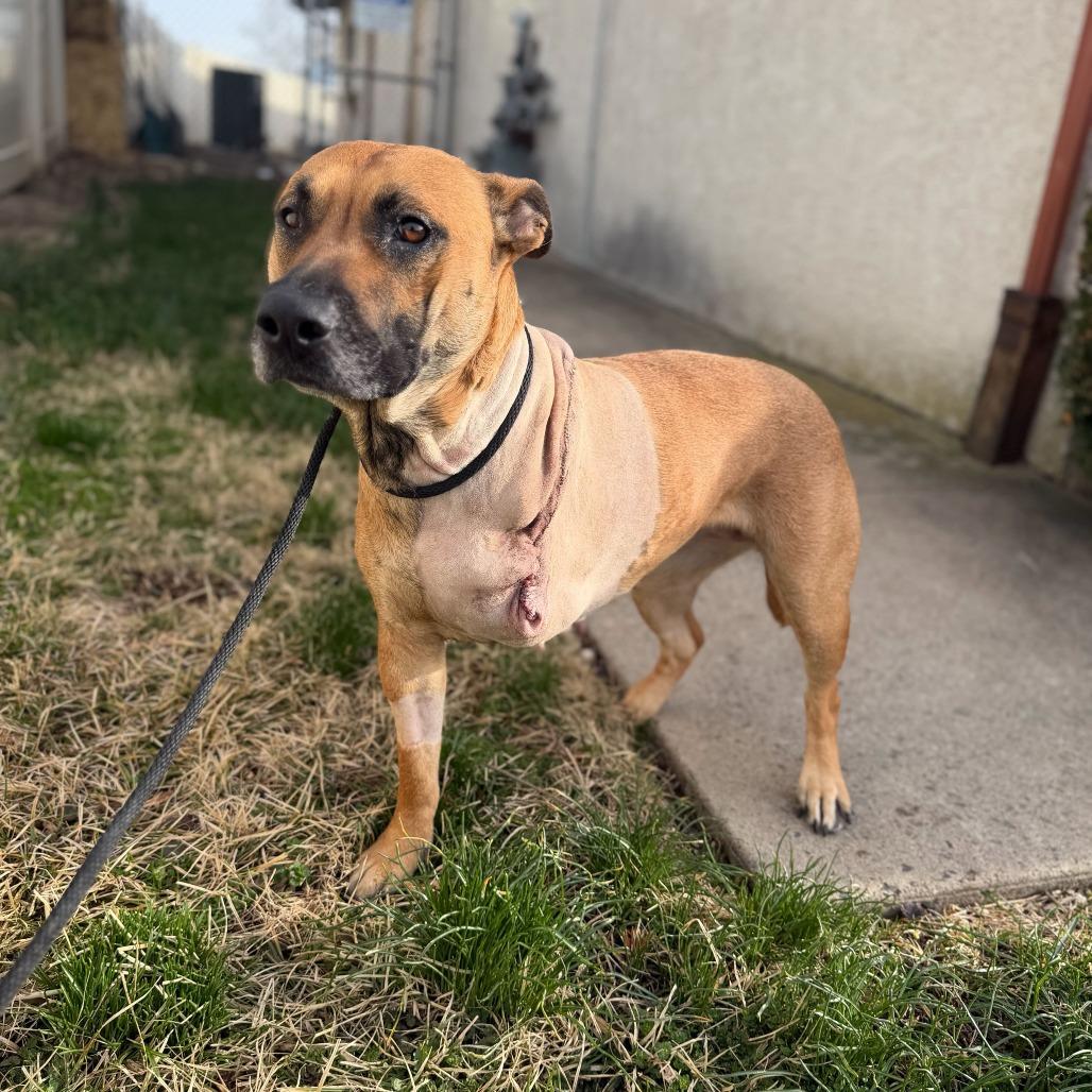 PEACHES, a Adoptable mixed breed in Conshohocken, PA image 2/6