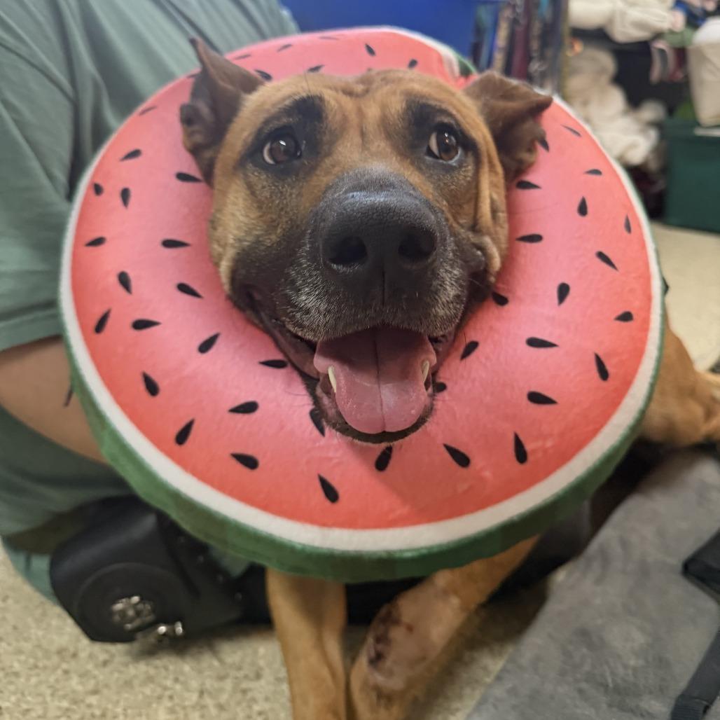 PEACHES, a Adoptable mixed breed in Conshohocken, PA image 3/6