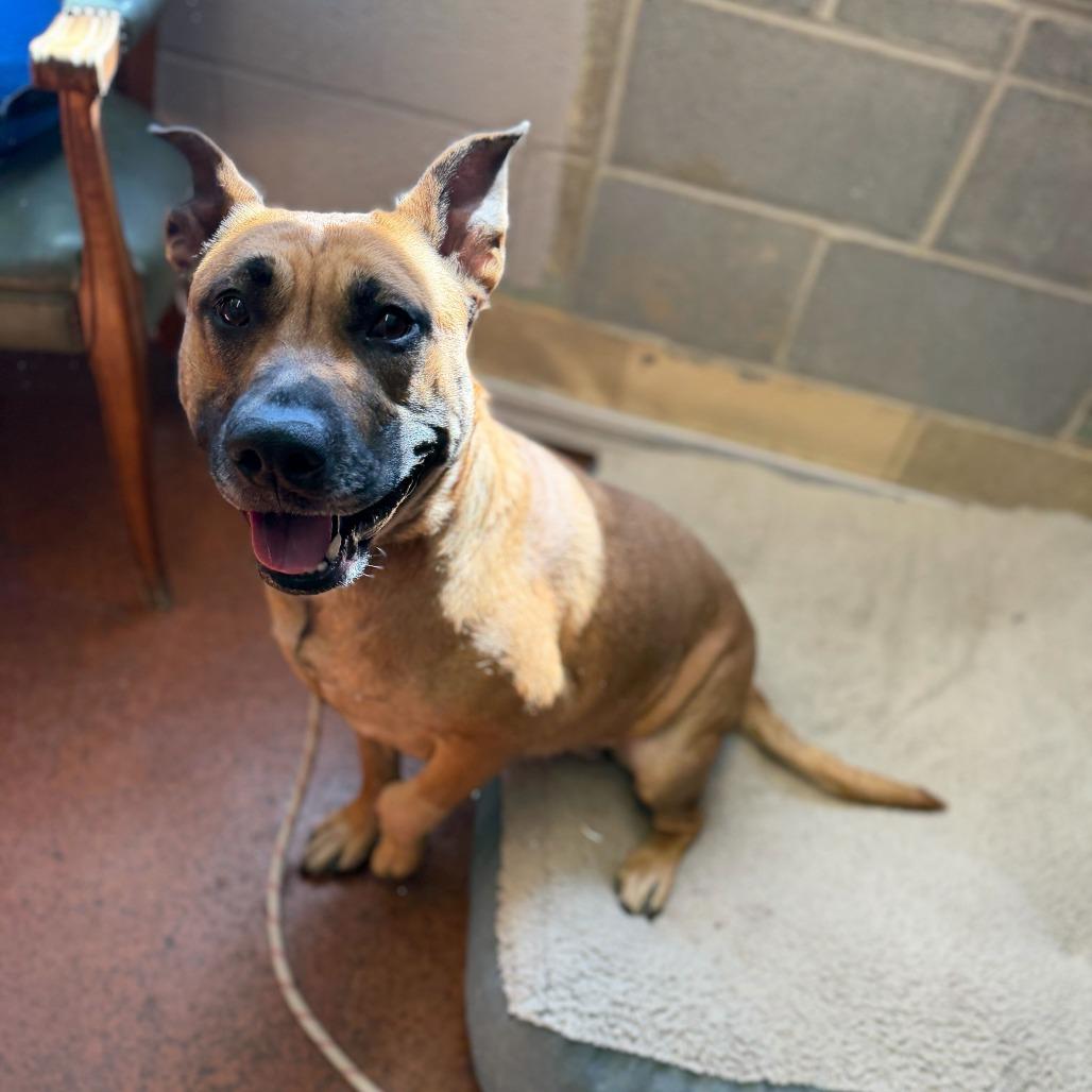 PEACHES, a Adoptable mixed breed in Conshohocken, PA image 4/6
