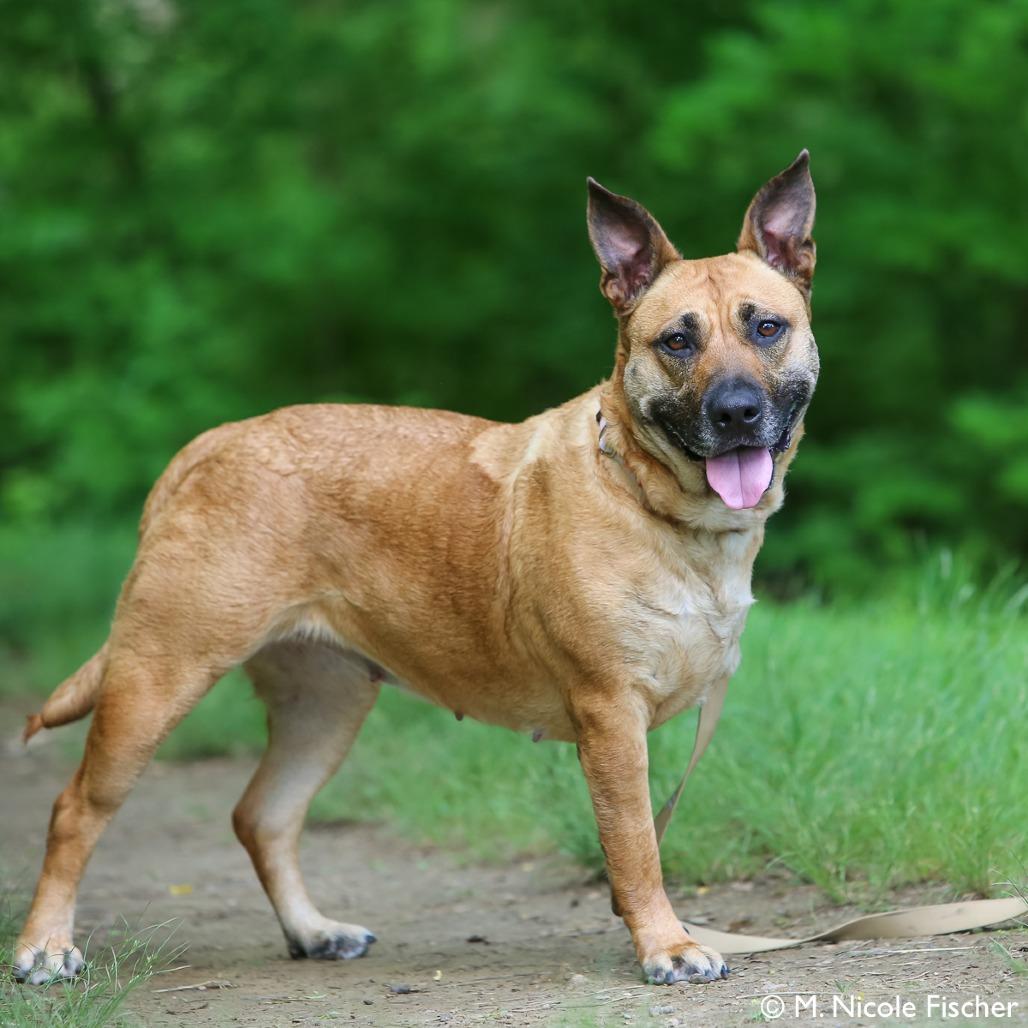 Enlarge PEACHES, a Adoptable mixed breed in Conshohocken, PA image 2/6