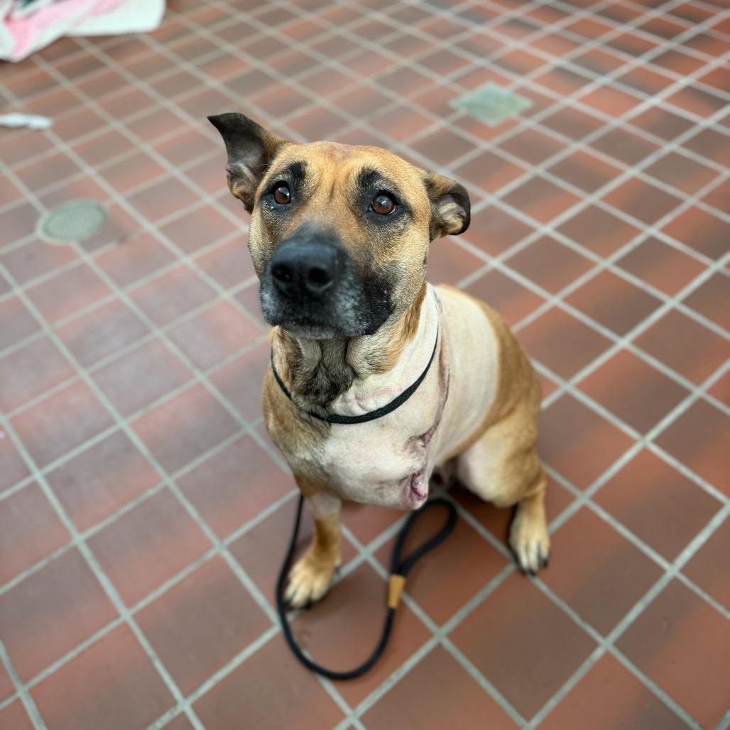 PEACHES, a Adoptable mixed breed in Conshohocken, PA image 5/6