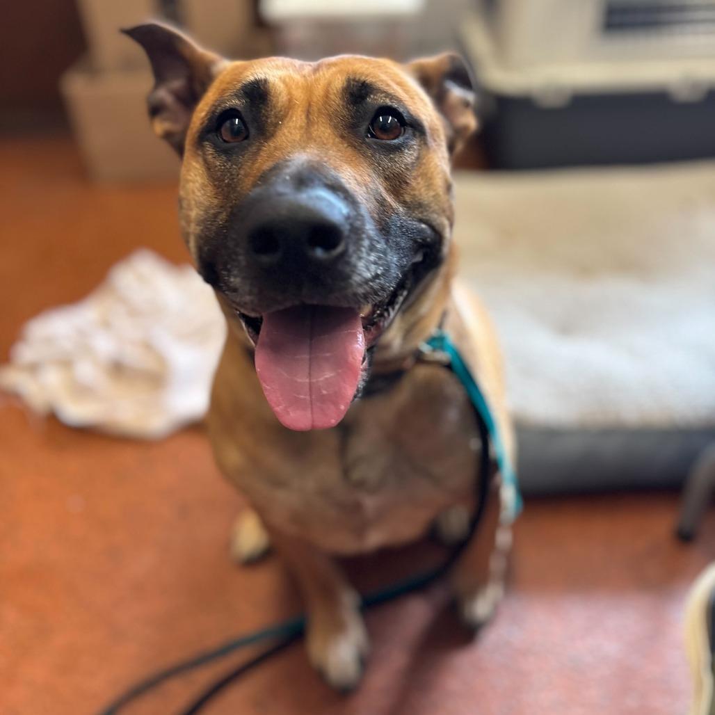 PEACHES, a Adoptable mixed breed in Conshohocken, PA image 6/6