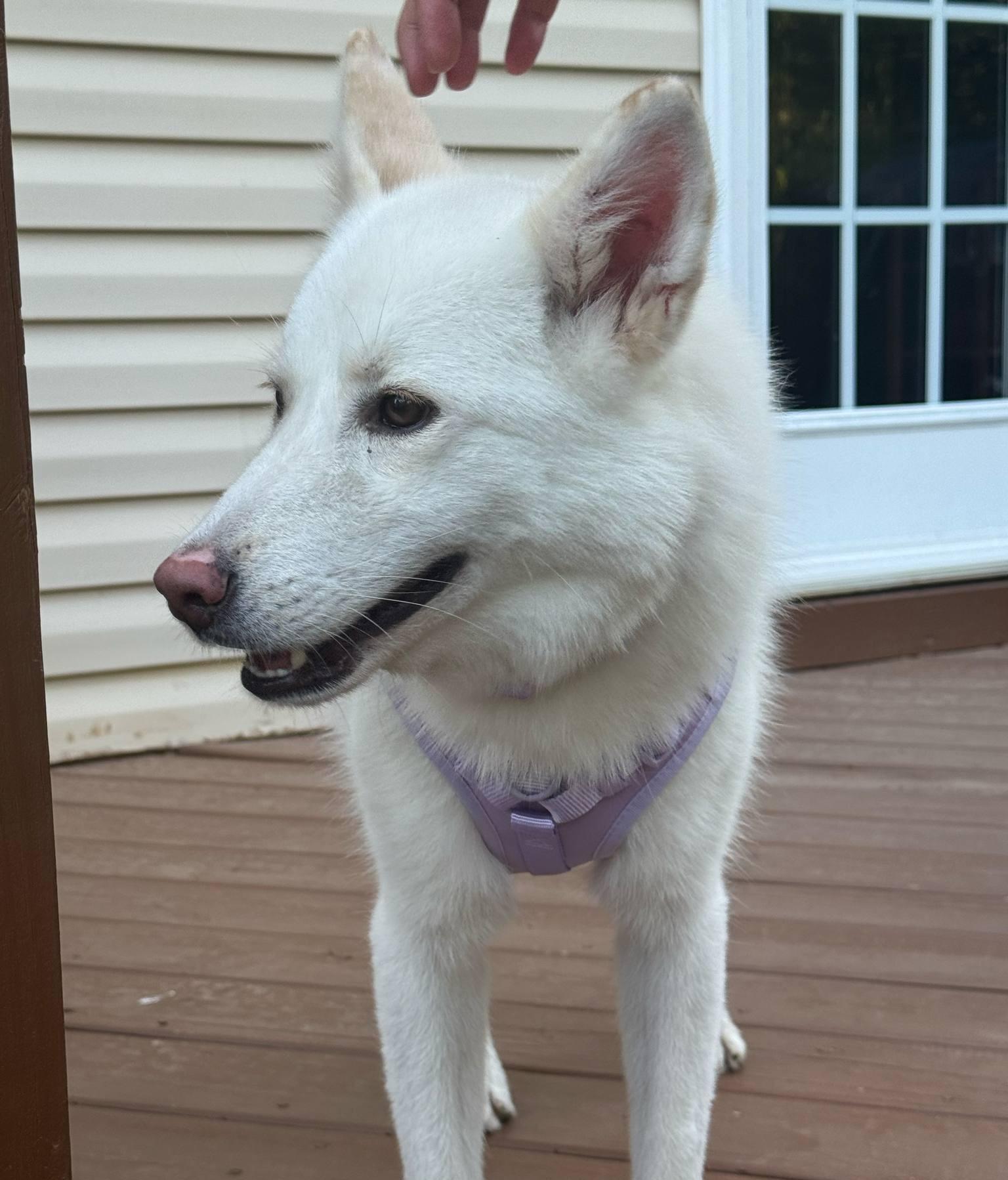 Blossom-Pending!, an adoptable Samoyed in Frederick, MD, 21703 | Photo Image 4