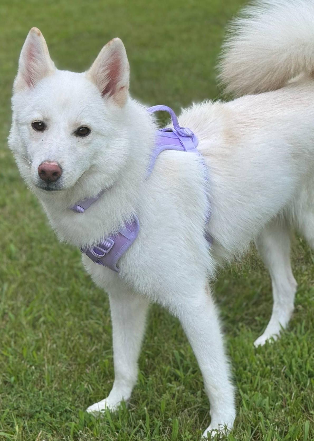 Blossom-Pending!, an adoptable Samoyed in Frederick, MD, 21703 | Photo Image 2