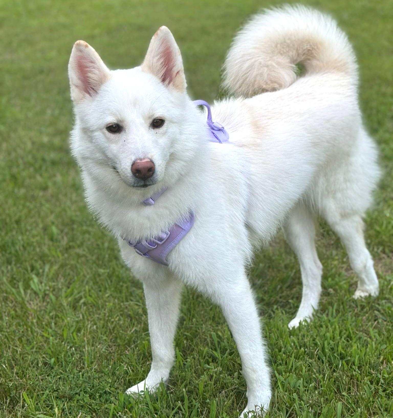 Blossom-Pending!, an adoptable Samoyed in Frederick, MD, 21703 | Photo Image 1
