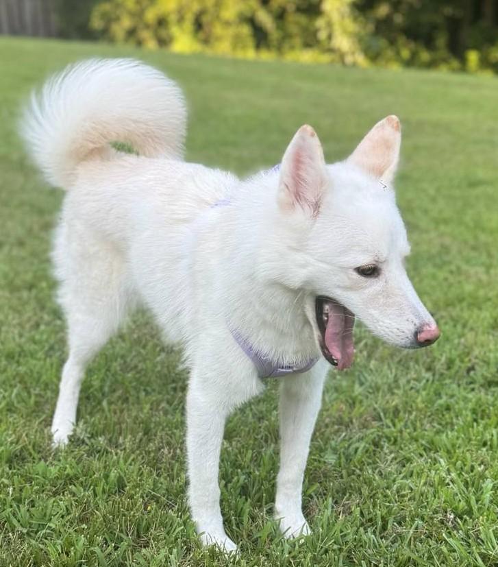 Blossom-Pending!, an adoptable Samoyed in Frederick, MD, 21703 | Photo Image 6