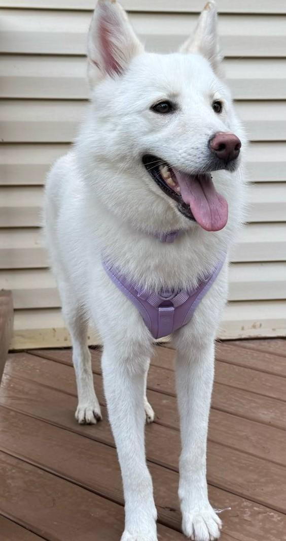 Blossom-Pending!, an adoptable Samoyed in Frederick, MD, 21703 | Photo Image 5
