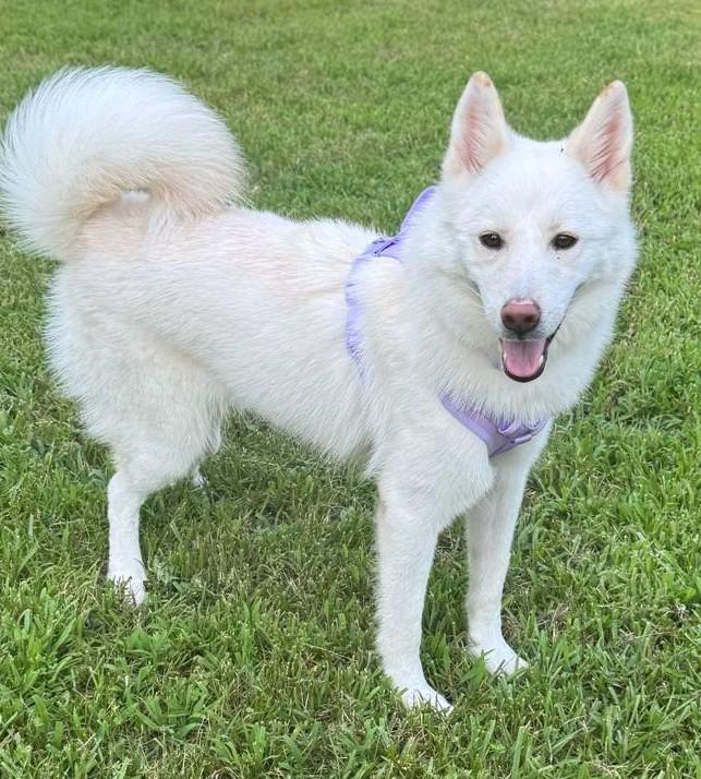 Blossom-Pending!, an adoptable Samoyed in Frederick, MD, 21703 | Photo Image 3