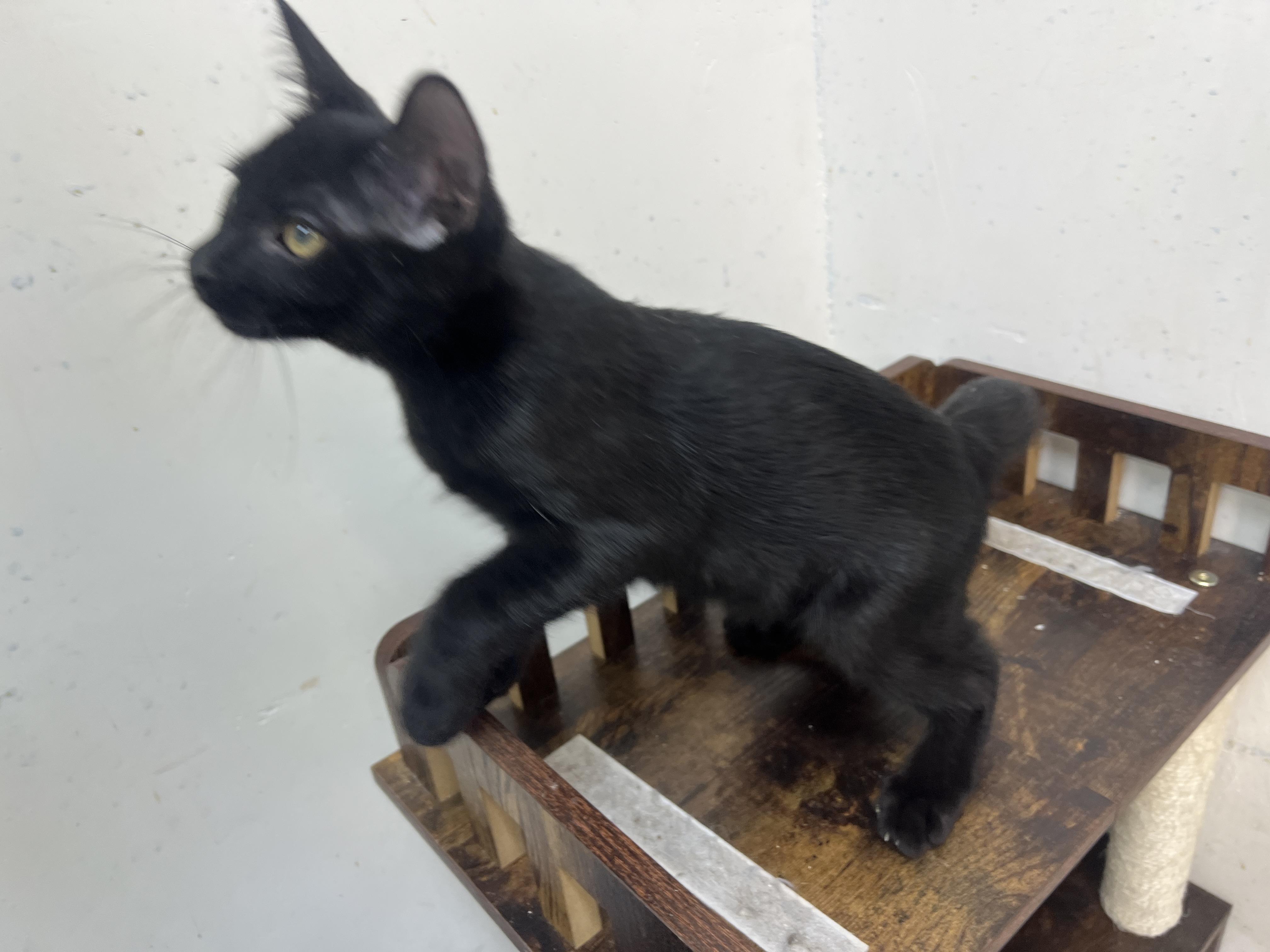 Enlarge Nubby, a Adopted mixed breed in chino, CA image 1/6