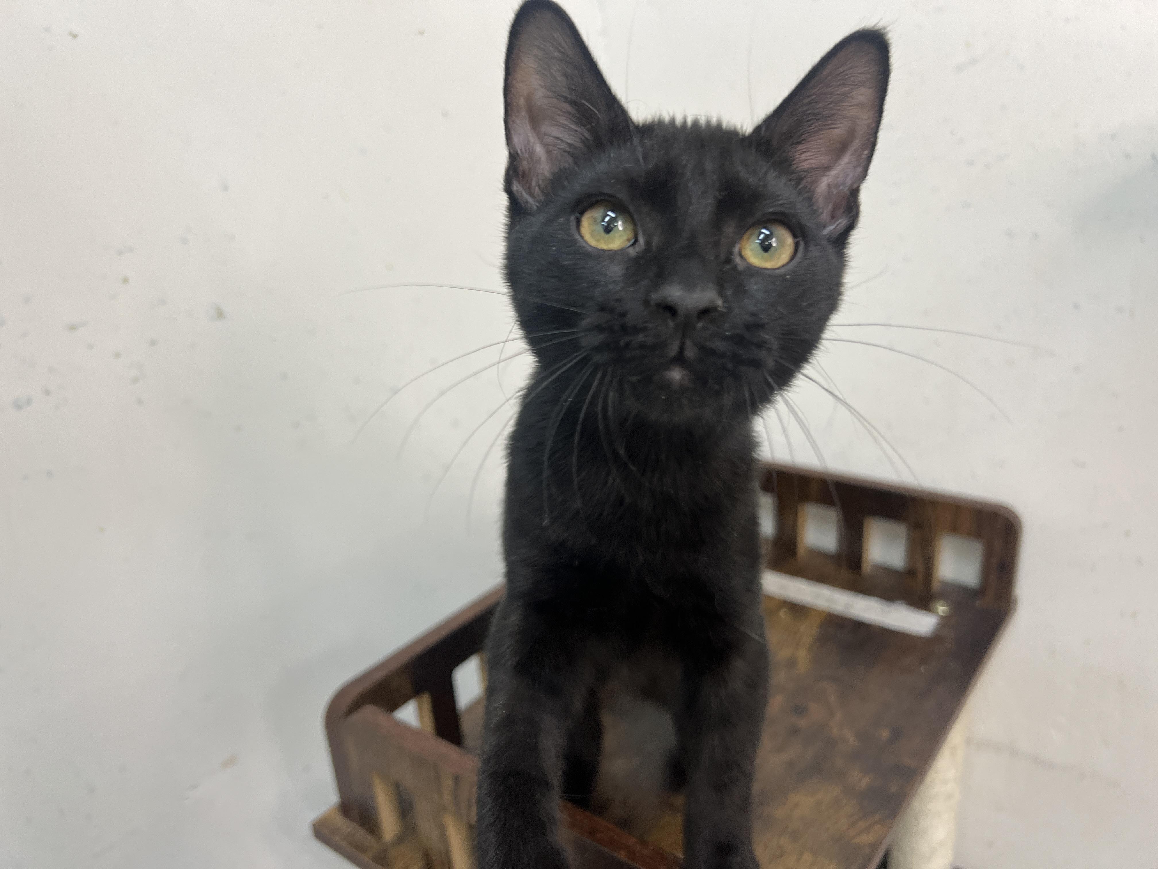 Enlarge Nubby, a Adopted mixed breed in chino, CA image 2/6