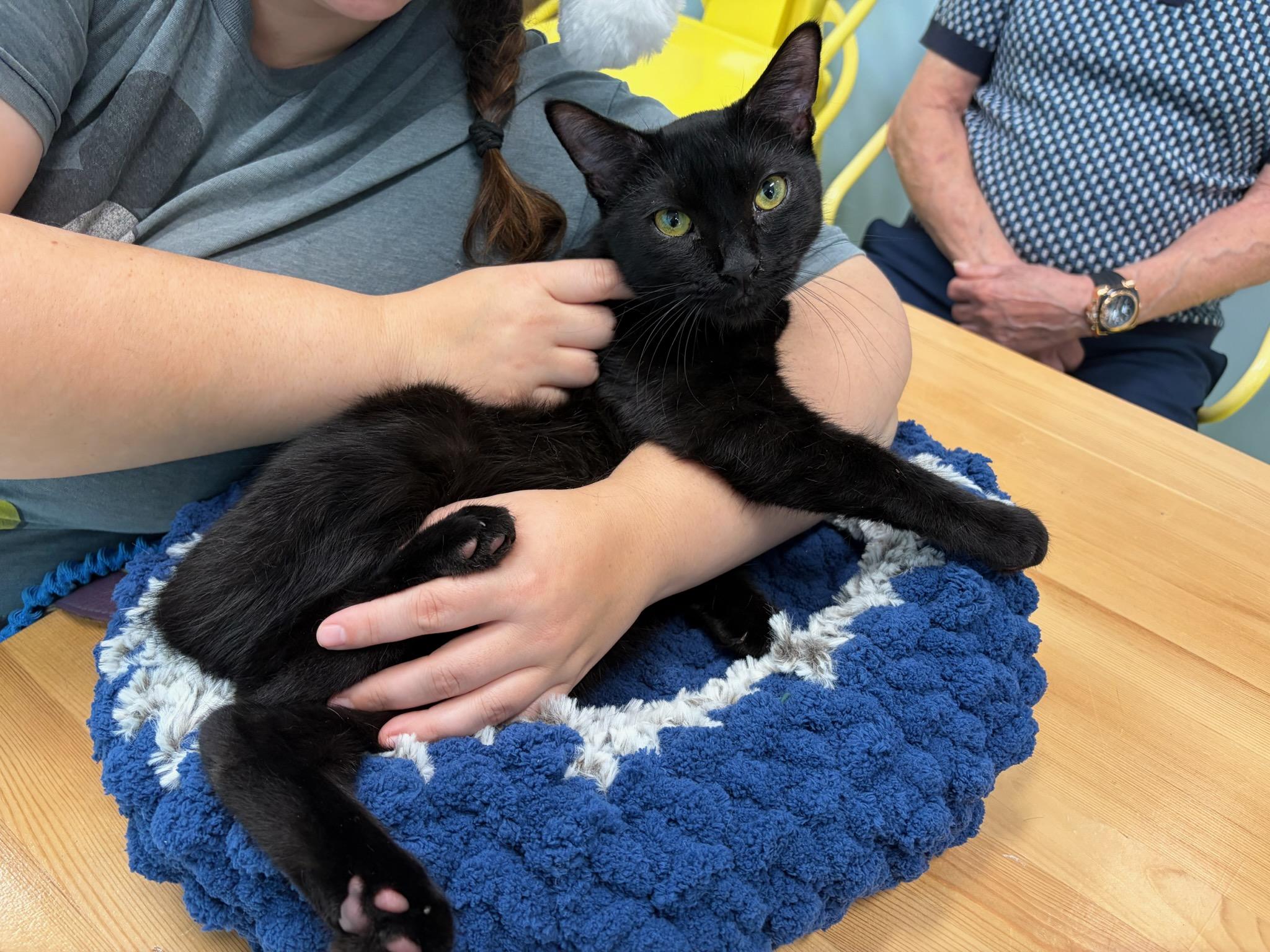 Enlarge Nubby, a Adopted mixed breed in chino, CA image 3/6