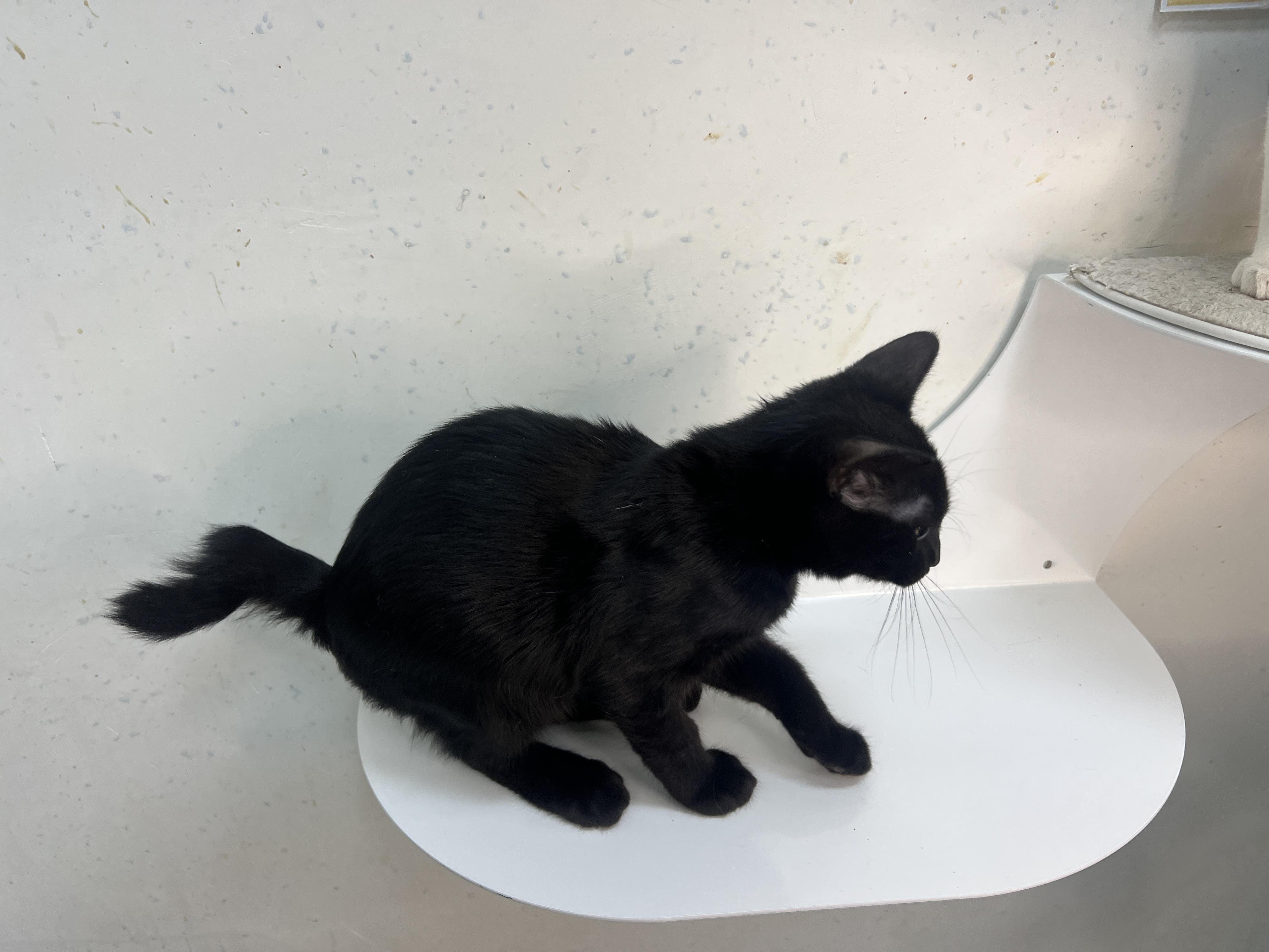 Enlarge Nubby, a Adopted mixed breed in chino, CA image 4/6