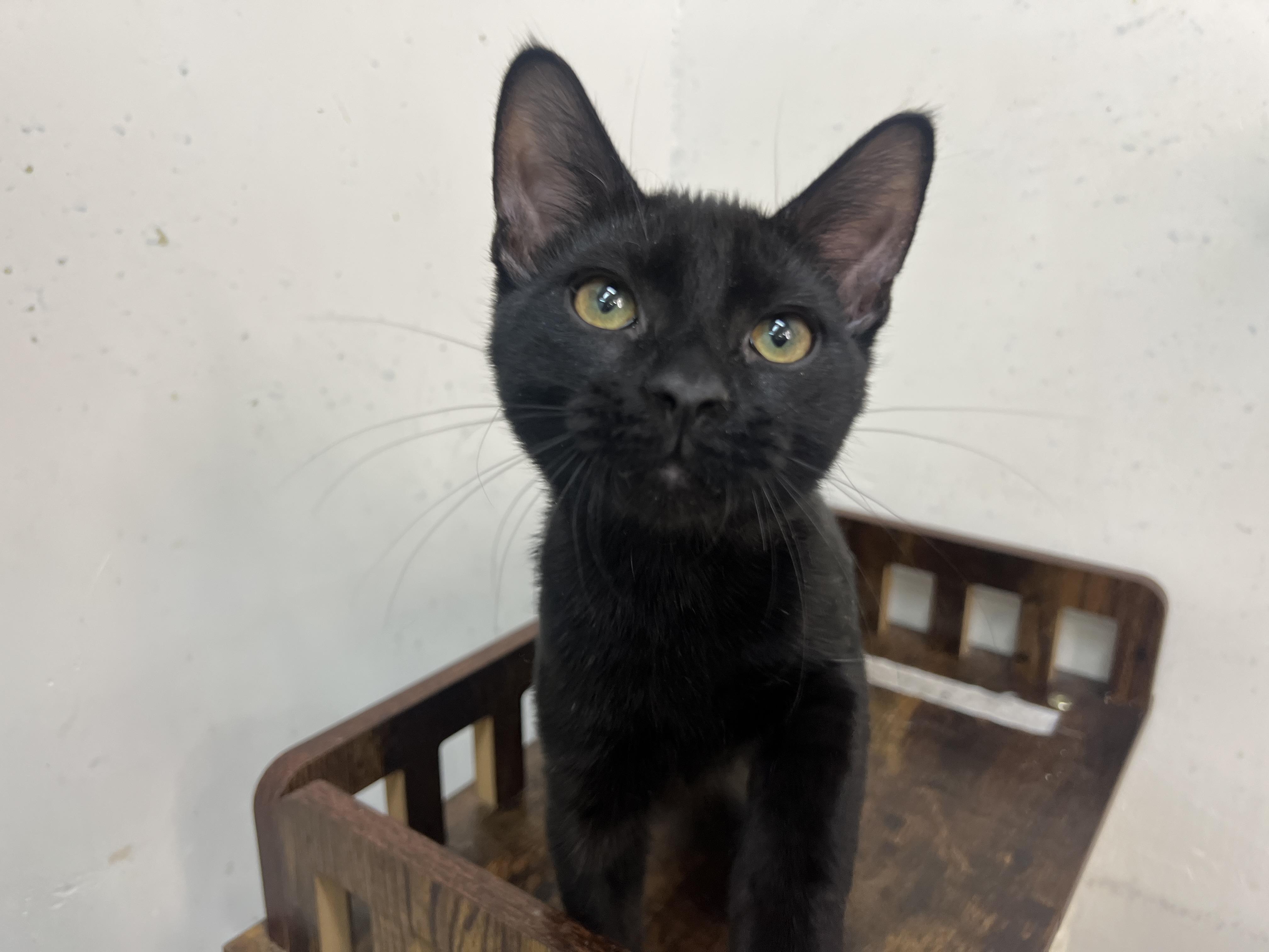 Enlarge Nubby, a Adopted mixed breed in chino, CA image 5/6