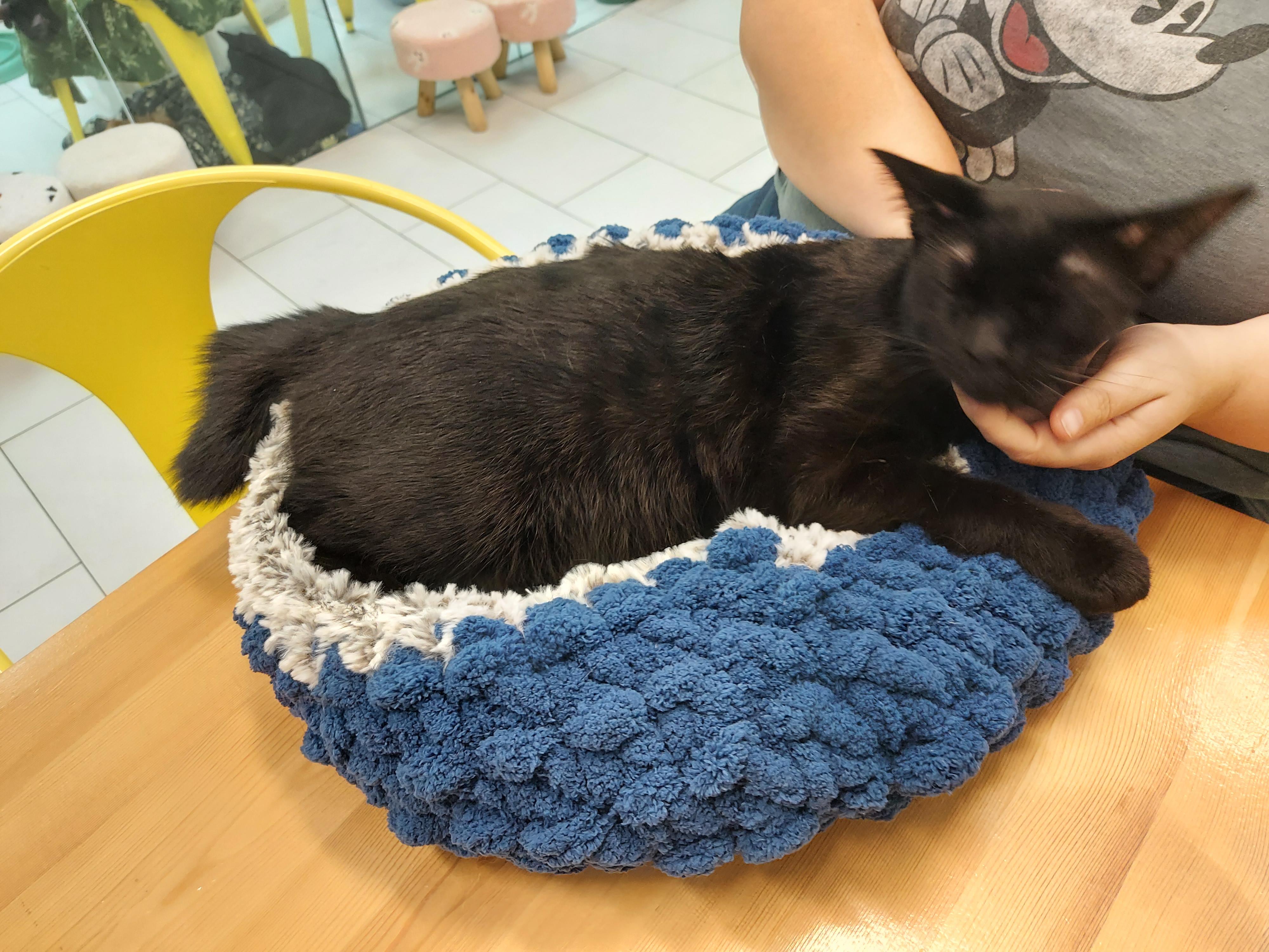 Enlarge Nubby, a Adopted mixed breed in chino, CA image 6/6