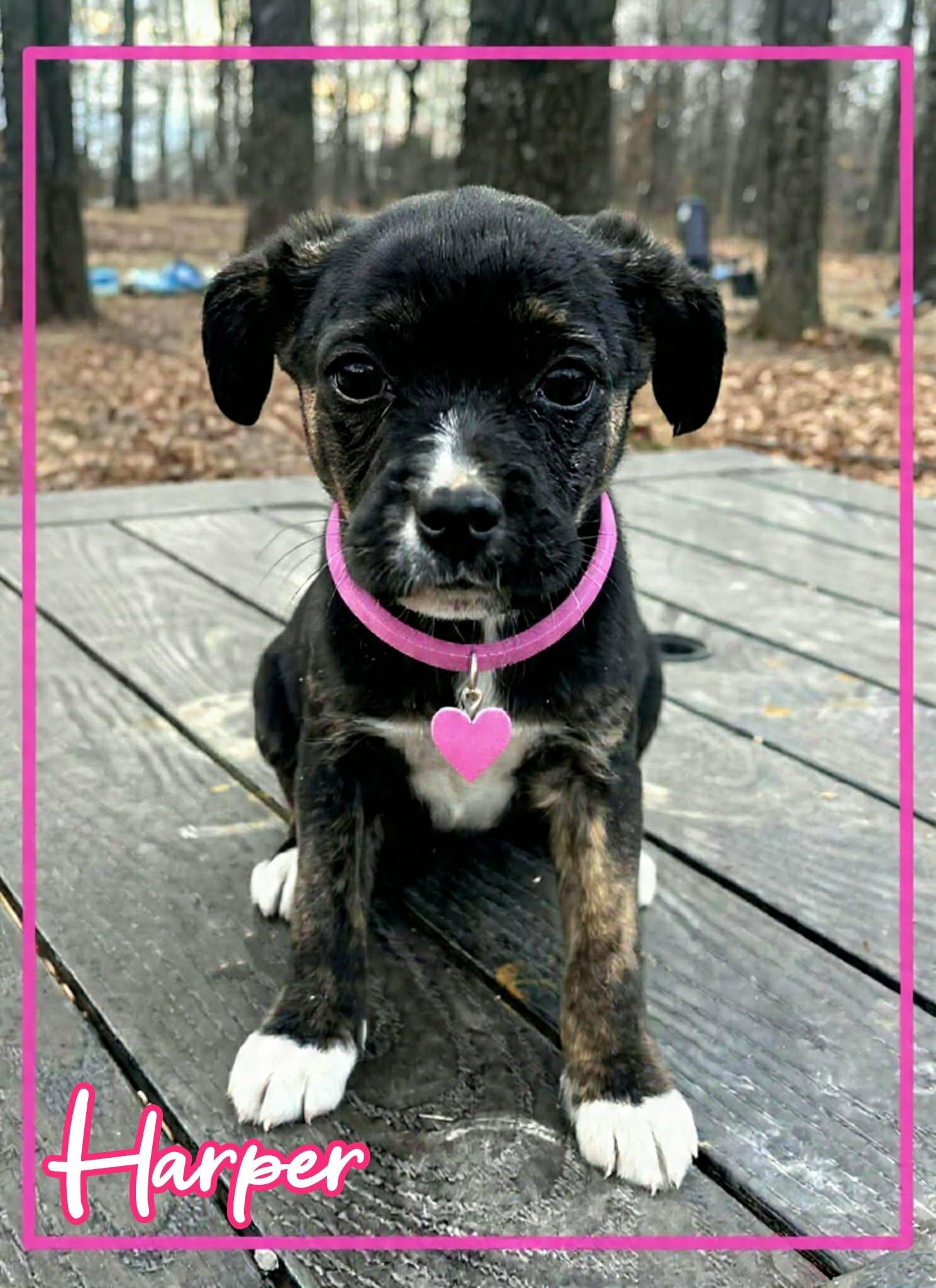 Enlarge Harper, an adopted mixed breed in Grove, OK image 2/4