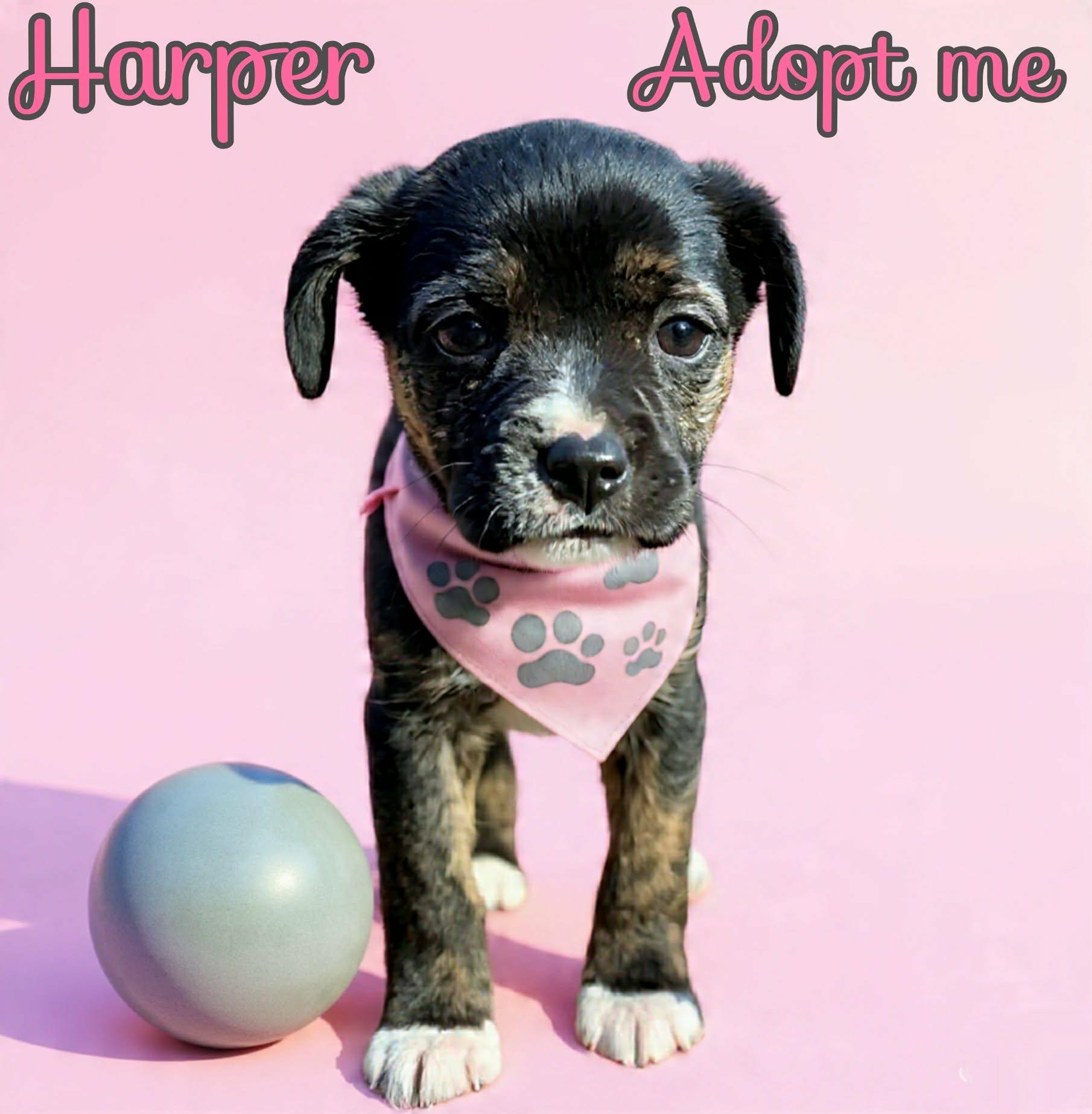 Harper, adopted, Puppy Female Labrador Retriever & Catahoula Leopard Dog.
