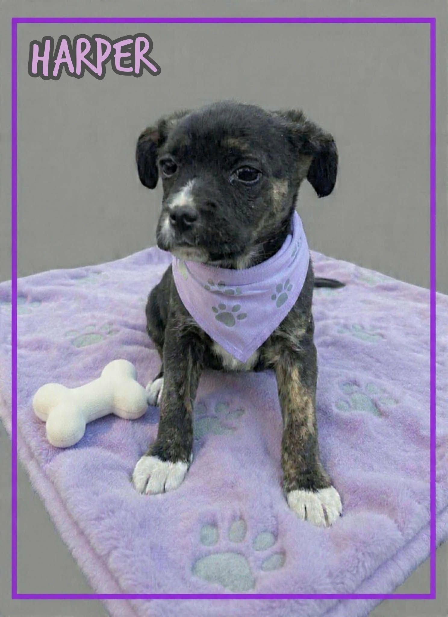 Enlarge Harper, an adopted mixed breed in Grove, OK image 3/4