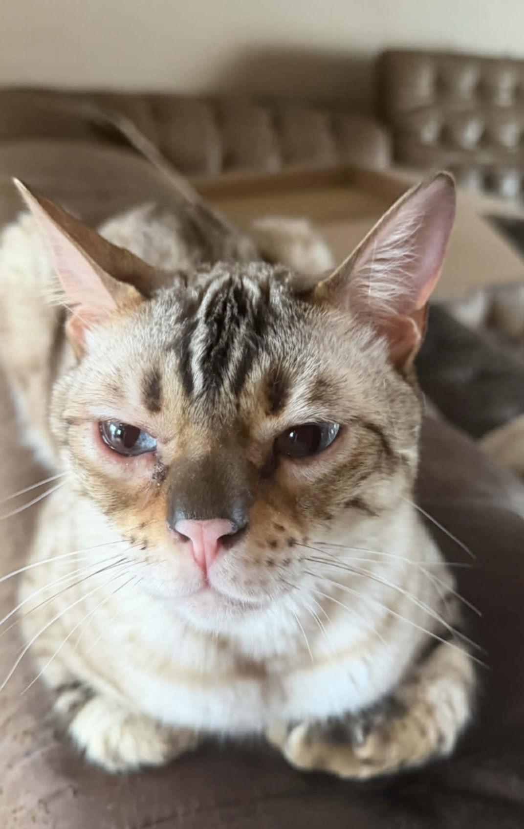 Enlarge Chaos (Kitty), a Adoptable Bengal in Ashville, OH image 1/3