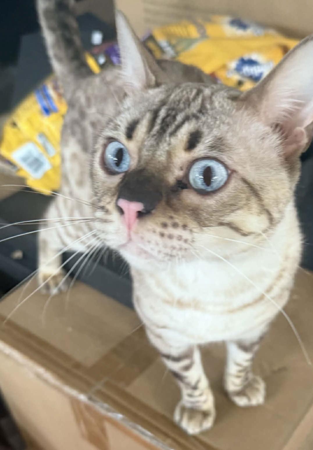 Enlarge Chaos (Kitty), a Adoptable Bengal in Ashville, OH image 2/3