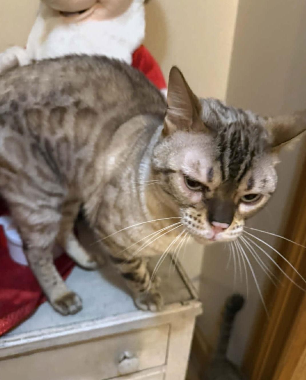 Enlarge Chaos (Kitty), a Adoptable Bengal in Ashville, OH image 3/3