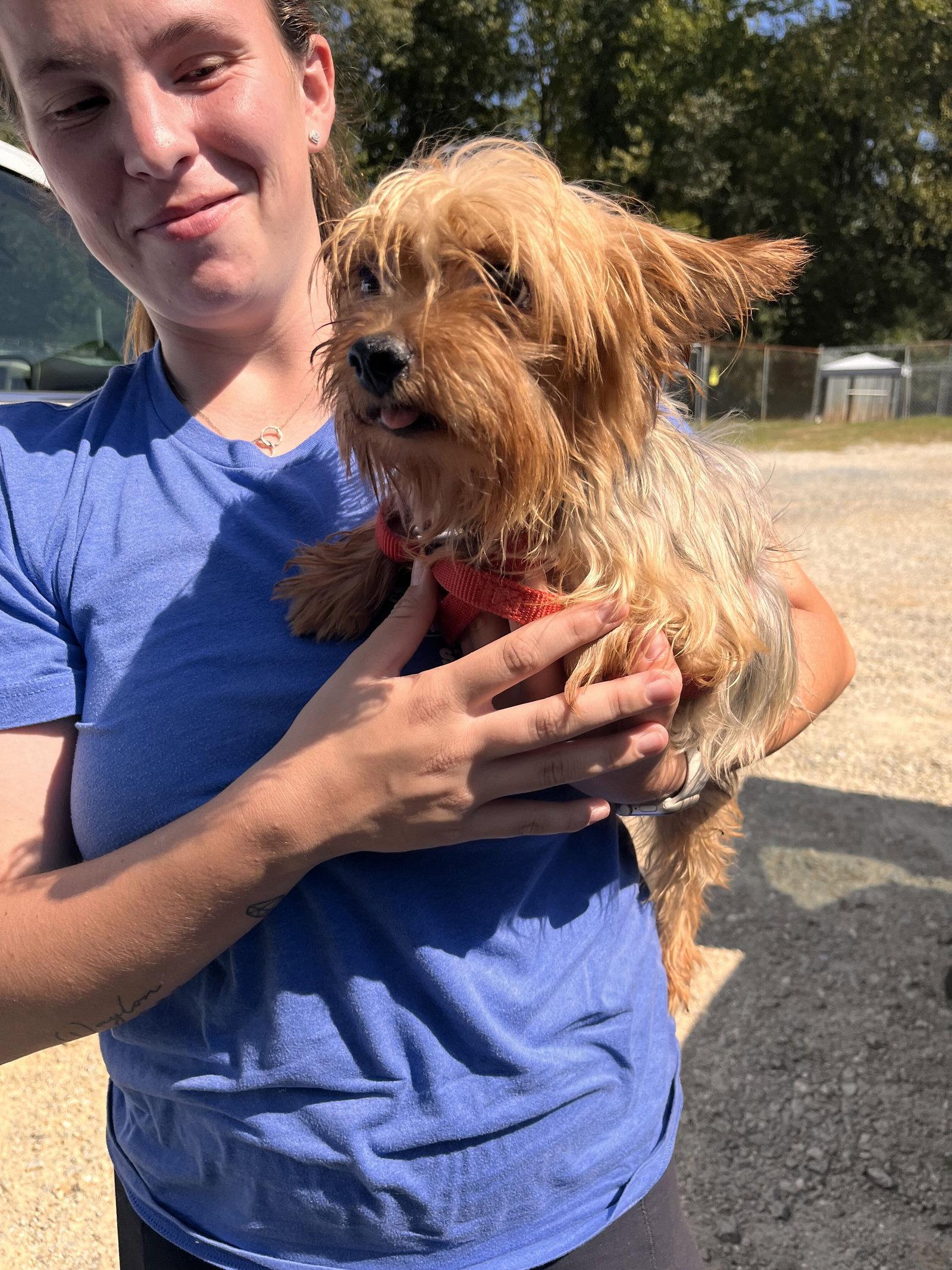 Enlarge Stalone Aug 26, a Adoptable Yorkshire Terrier in Pacolet, SC image 1/3