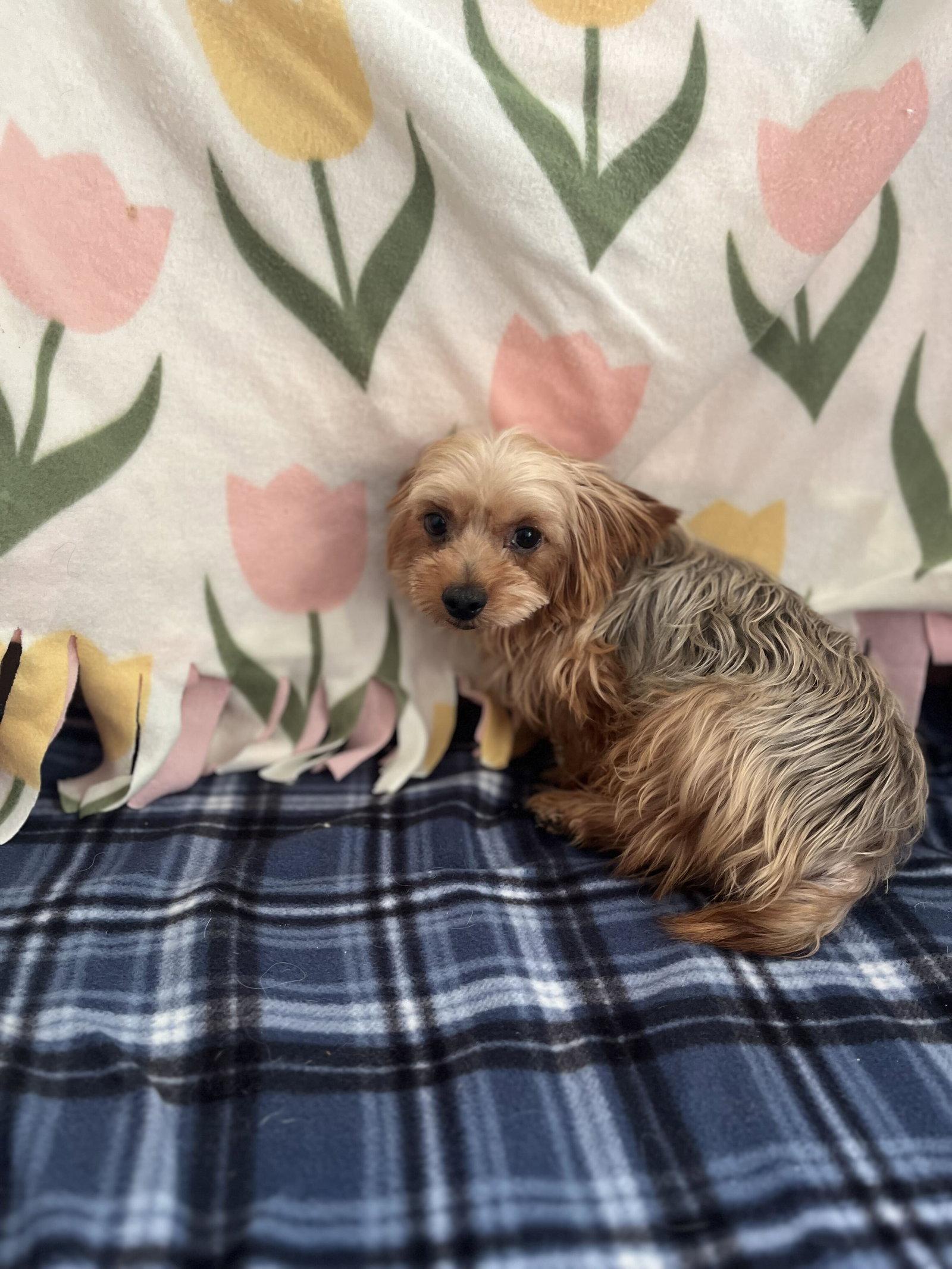 Enlarge Stalone Aug 26, a Adoptable Yorkshire Terrier in Pacolet, SC image 2/3