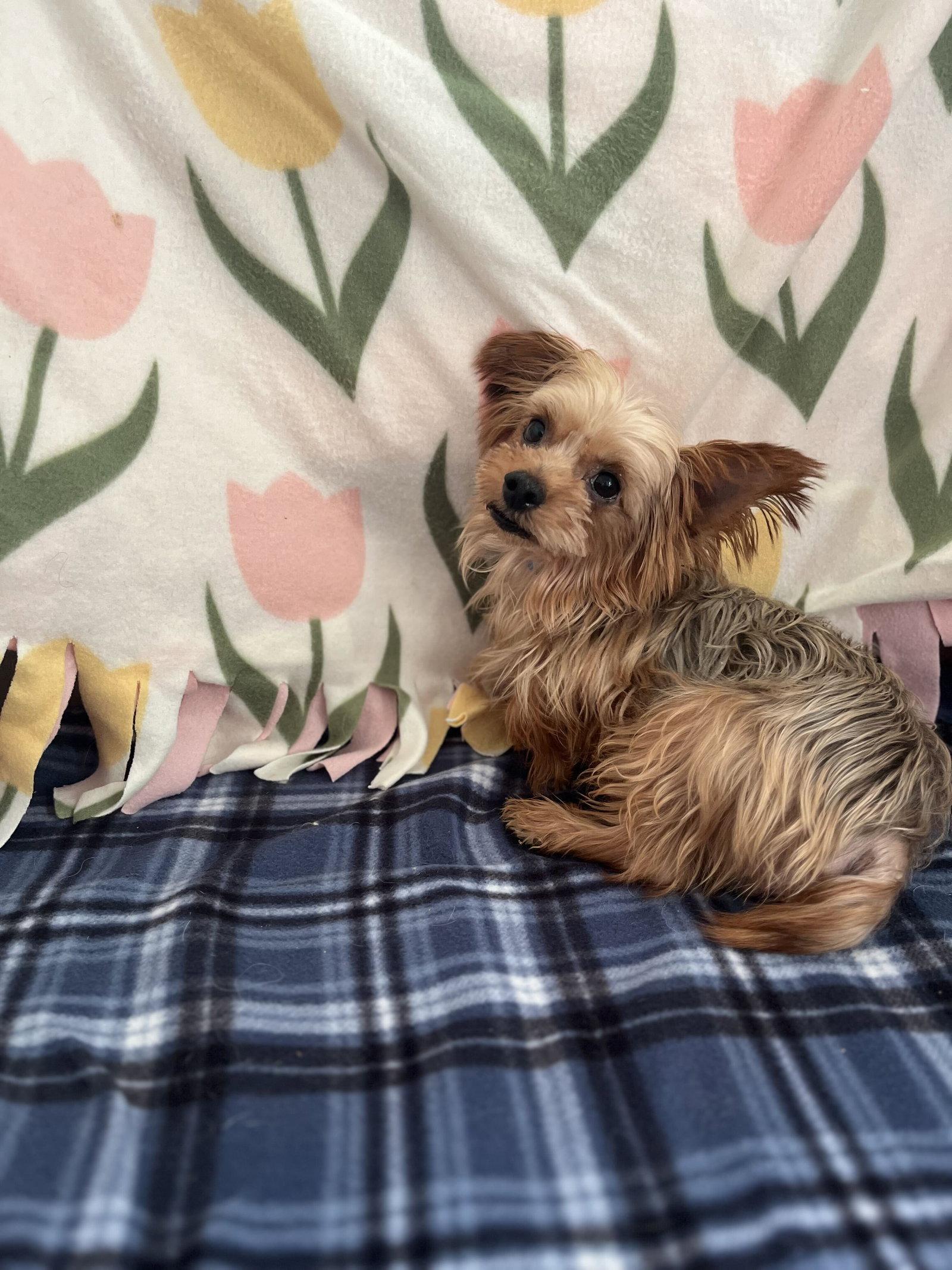 Enlarge Stalone Aug 26, a Adoptable Yorkshire Terrier in Pacolet, SC image 3/3