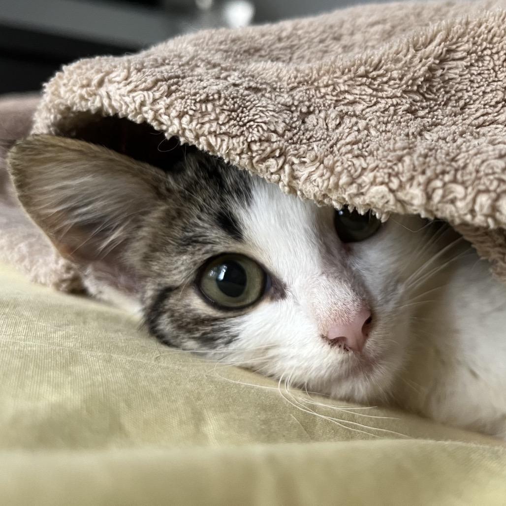 Mei, Adoptable, Kitten Female Domestic Short Hair.