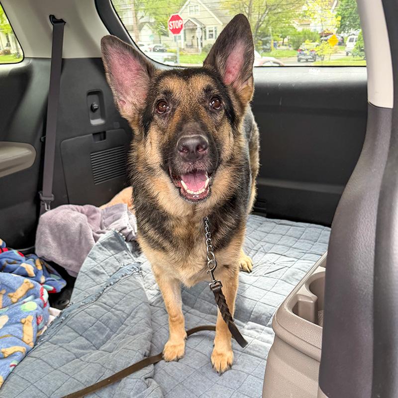 Bella, a ADOPTABLE German Shepherd Dog in Millburn, NJ image 3/4