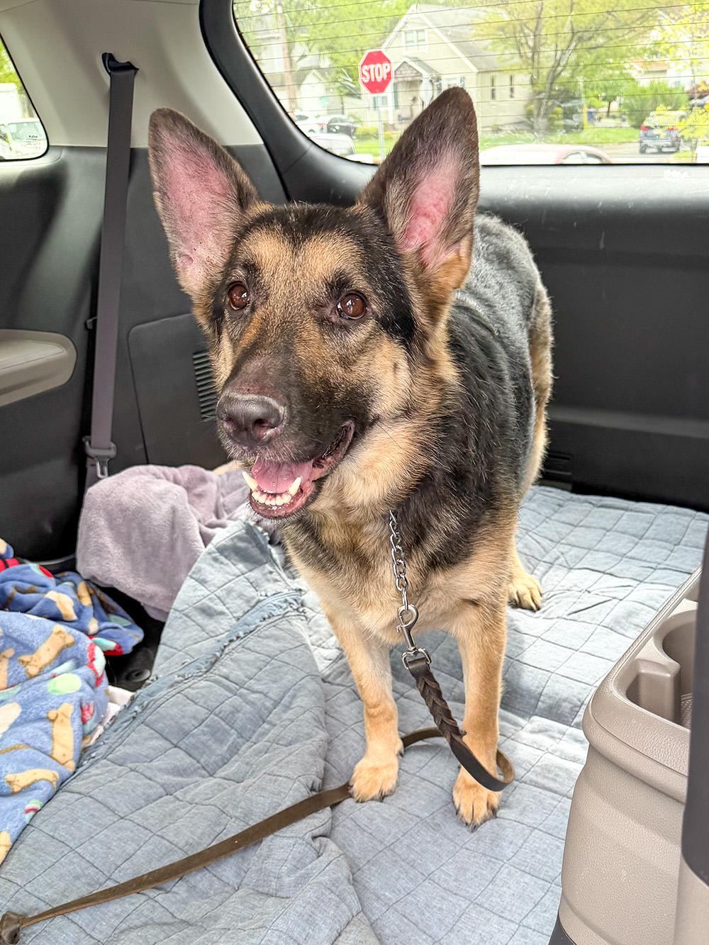 Bella, a ADOPTABLE German Shepherd Dog in Millburn, NJ image 2/4