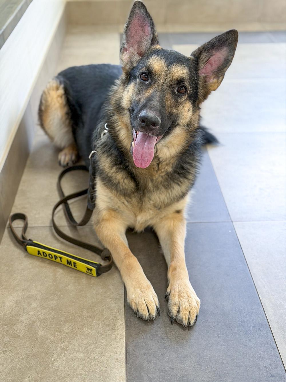 Bella, ADOPTABLE, Adult Female German Shepherd Dog.