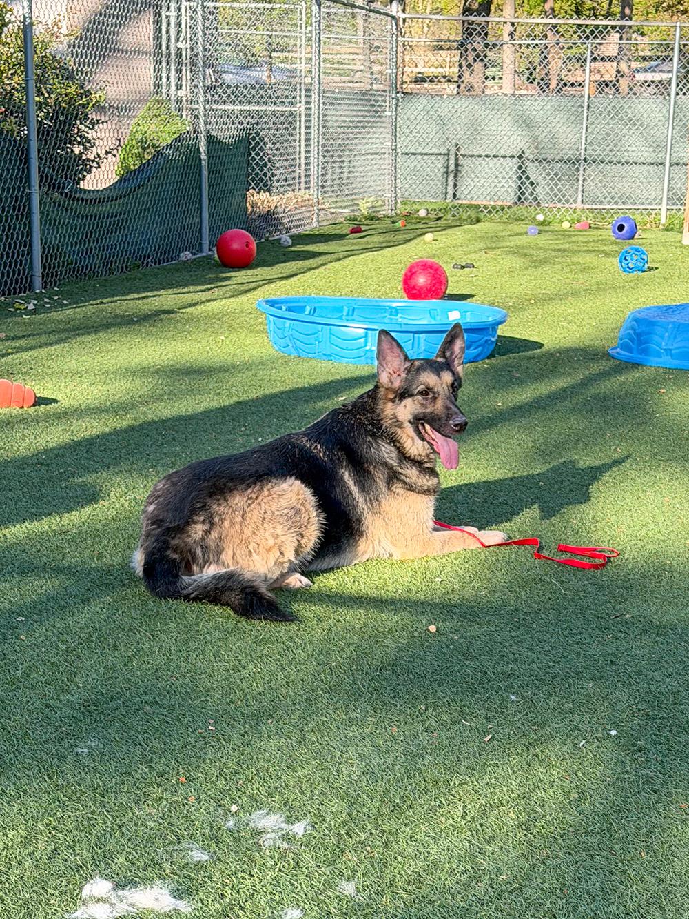 Bella, a ADOPTABLE German Shepherd Dog in Millburn, NJ image 4/4