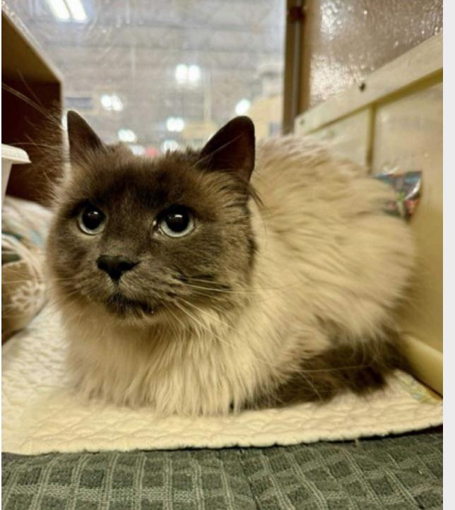 Holly "Cece", Adopted, Adult Female Siamese & Domestic Long Hair.
