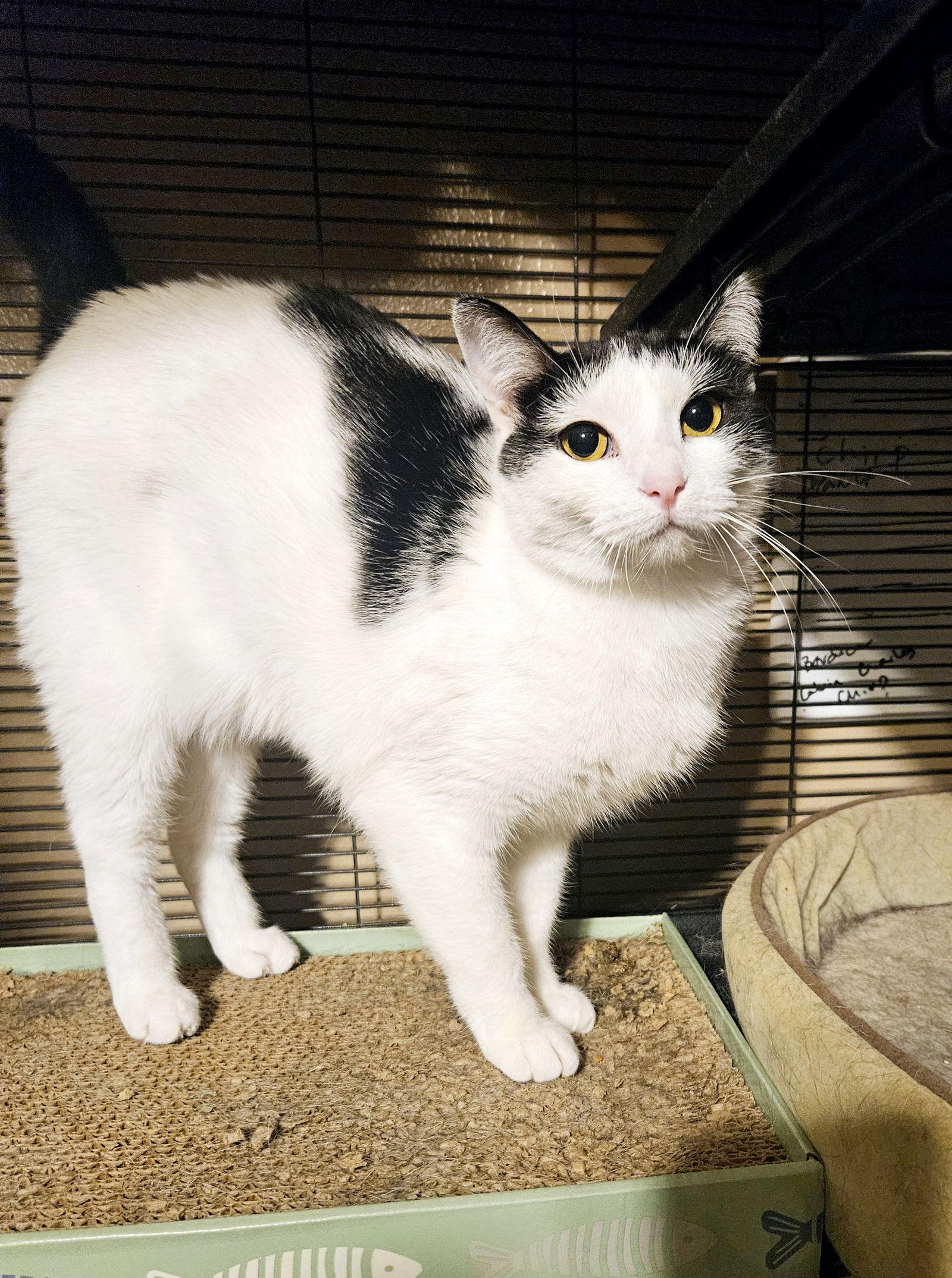 Enlarge Kora., a Adoptable Domestic Short Hair in Plano, TX image 1/3