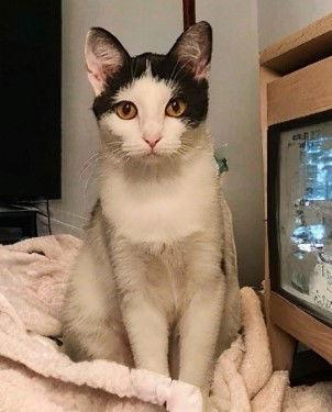 Enlarge Kora., a Adoptable Domestic Short Hair in Plano, TX image 2/3