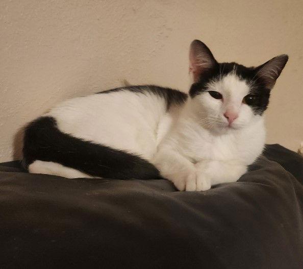 Enlarge Kora., a Adoptable Domestic Short Hair in Plano, TX image 3/3