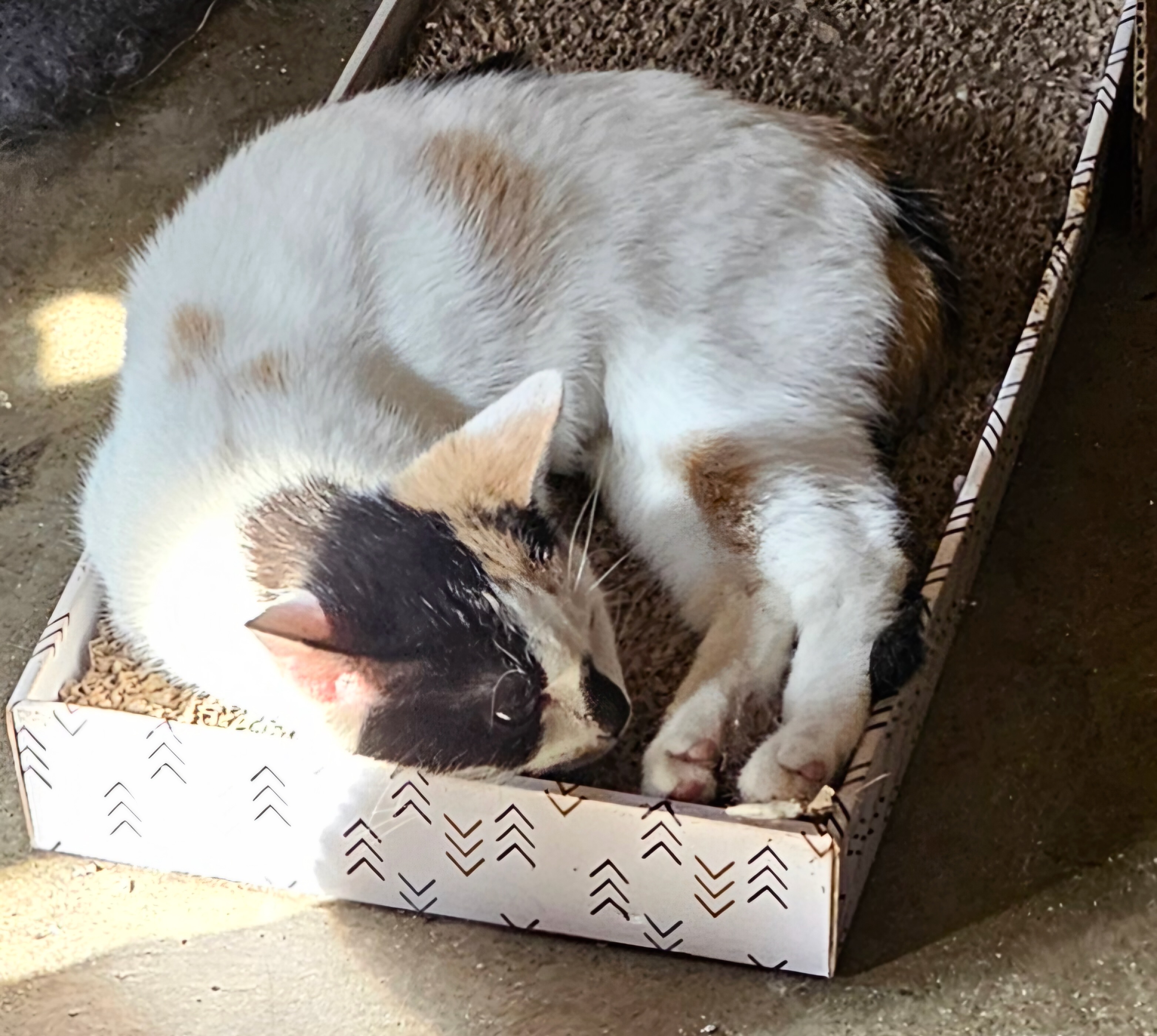 Cat for adoption Arabella, a Domestic Short Hair in Smithfield, NC