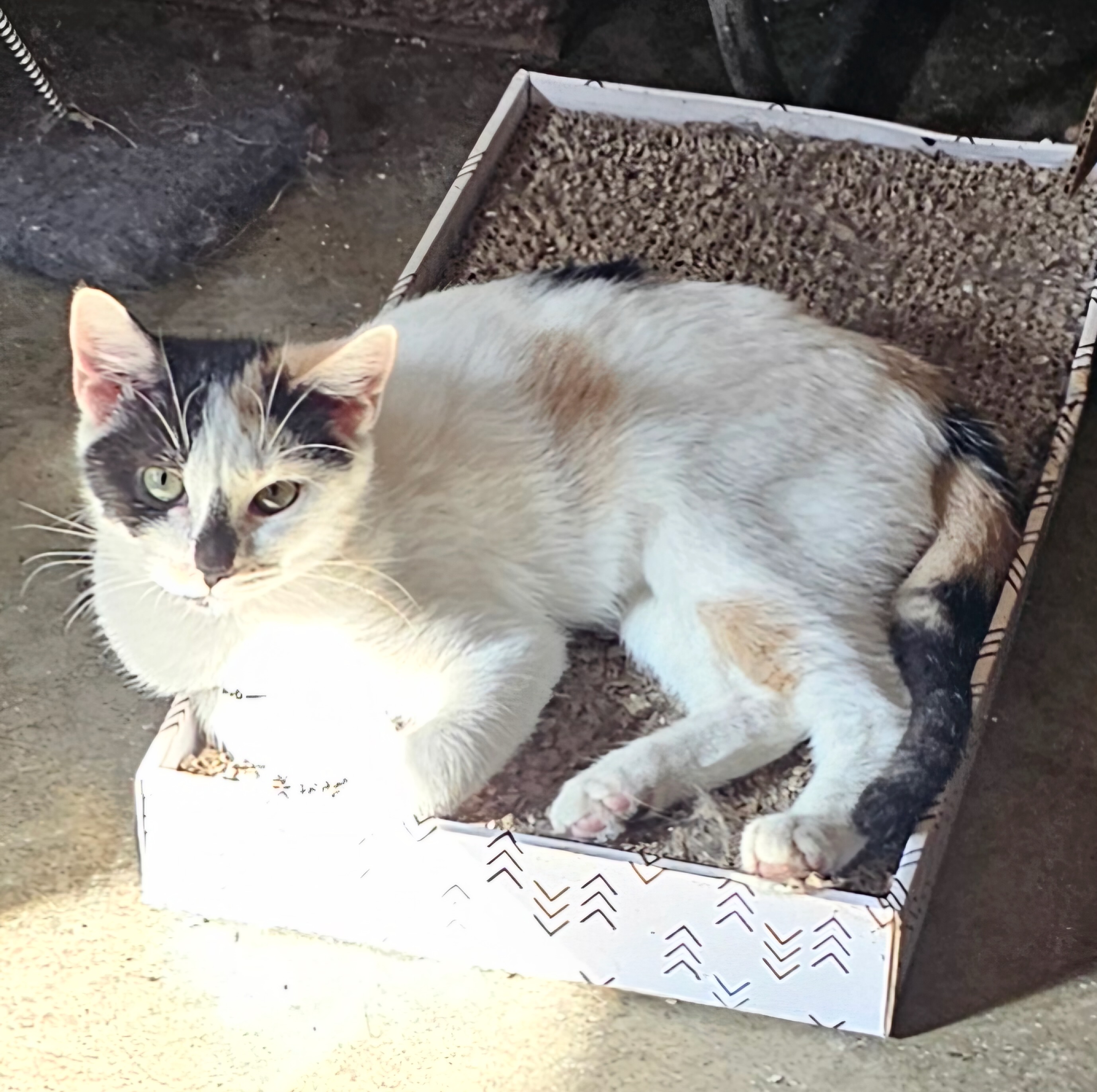 Cat for adoption Arabella, a Domestic Short Hair in Smithfield, NC