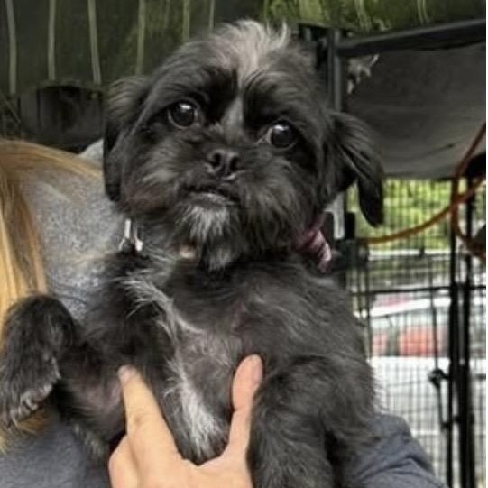 Enlarge Lila, an adopted mixed breed in Santa Rosa, CA image 1/1