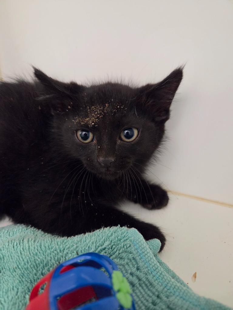 Enlarge Oreo, a Adoptable mixed breed in Oxford, NC image 1/1