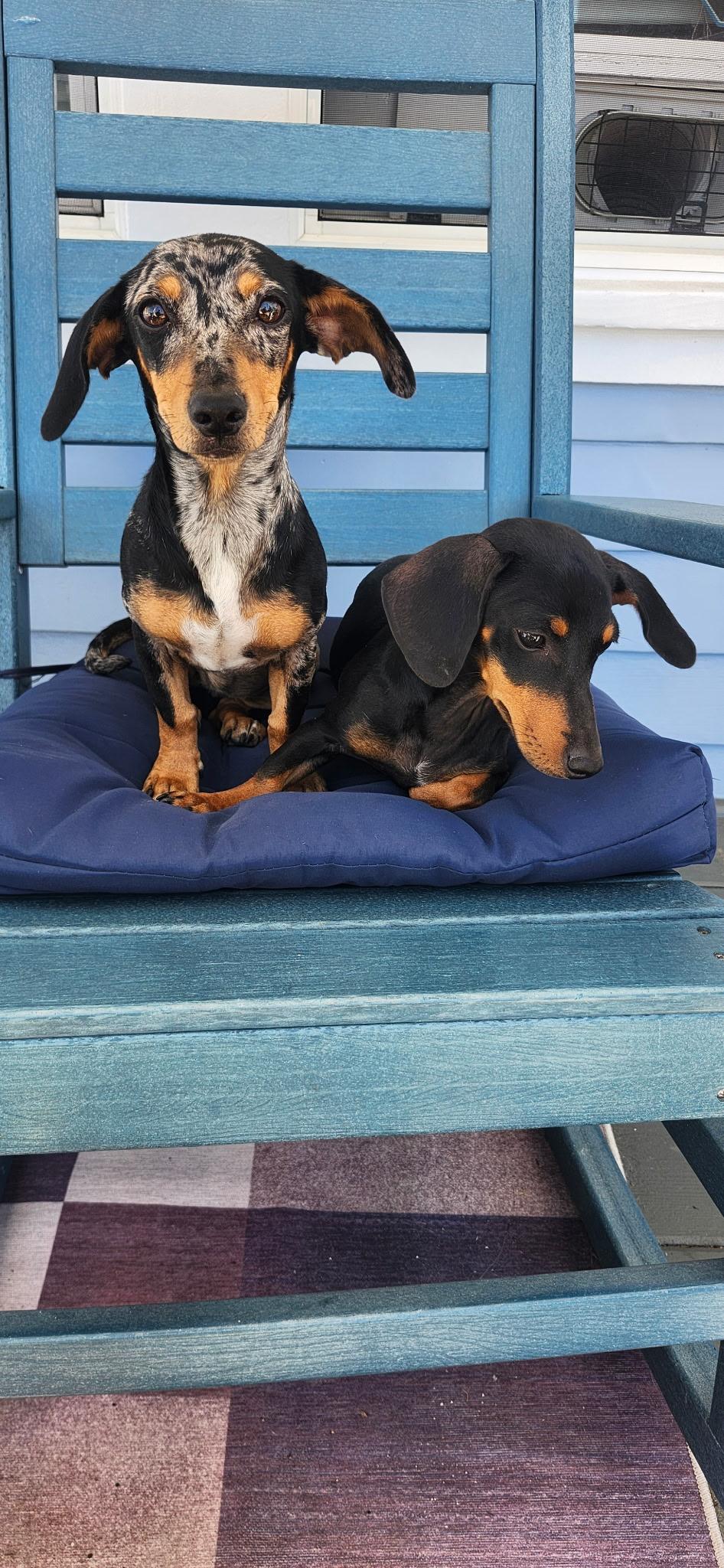 Enlarge Bluebell, a Adopted Dachshund in Torrance, CA image 4/4