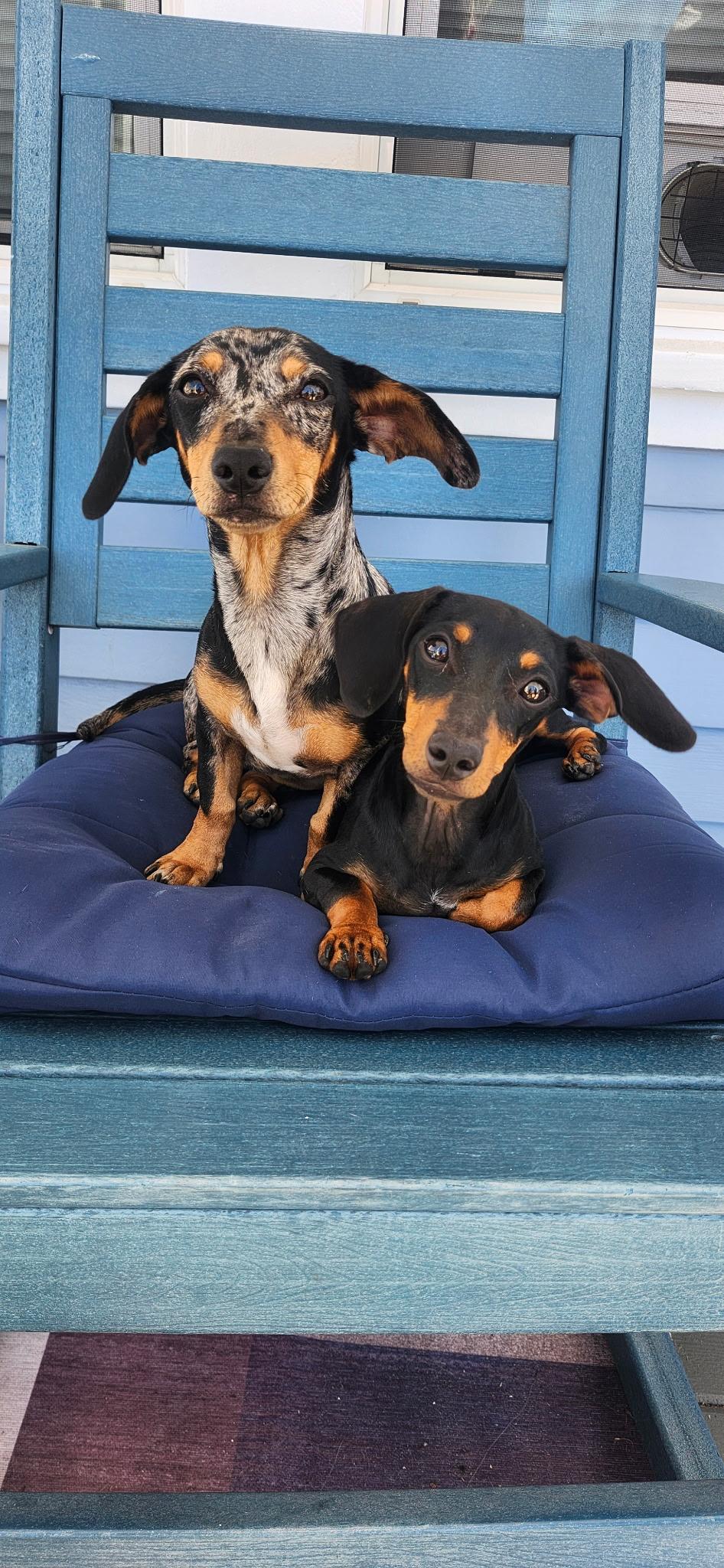 Bluebell, Adopted, Young Female Dachshund.