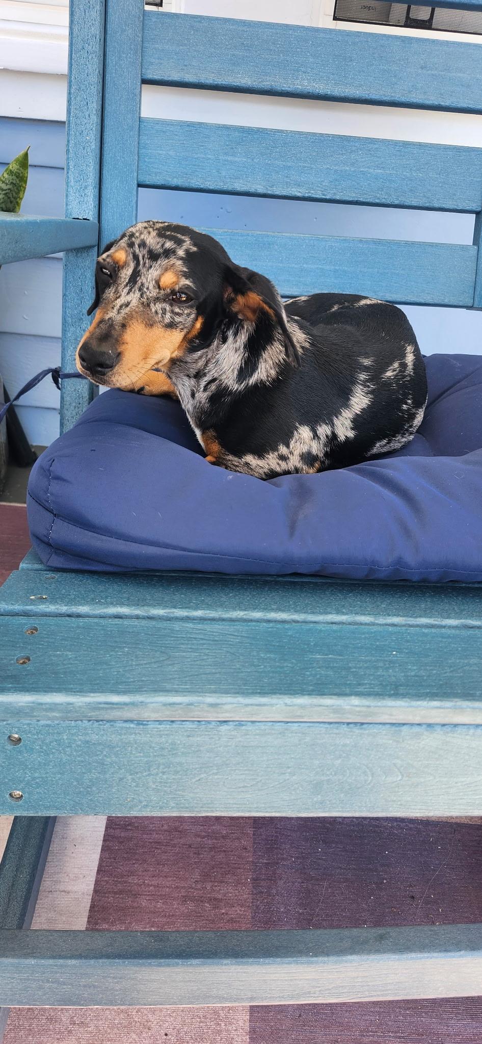 Enlarge Bluebell, a Adopted Dachshund in Torrance, CA image 2/4