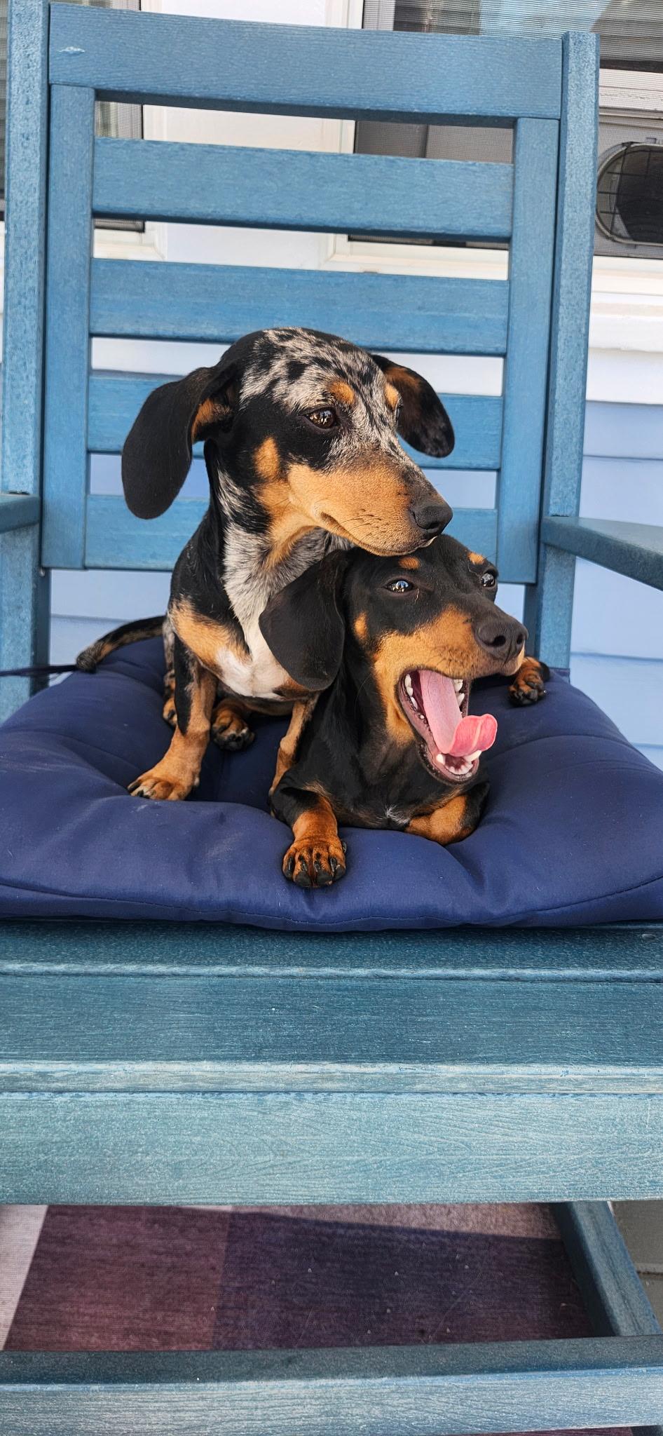 Enlarge Bluebell, a Adopted Dachshund in Torrance, CA image 3/4