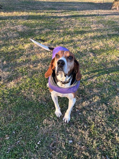 Enlarge Gumball, a Adoptable mixed breed in Louisville, KY image 1/3