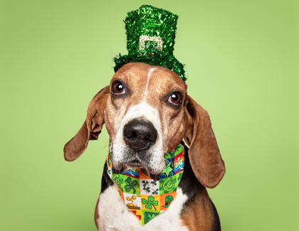 Enlarge Gumball, a Adoptable mixed breed in Louisville, KY image 2/3