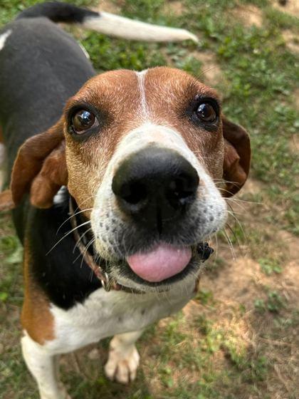 Enlarge Gumball, a Adoptable mixed breed in Louisville, KY image 3/3