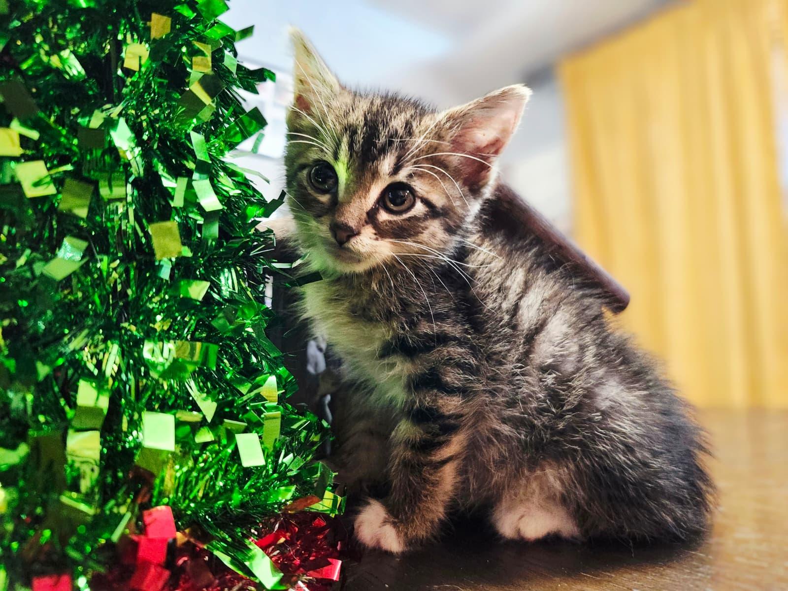 Flash, ADOPTABLE, Kitten Male Domestic Short Hair.