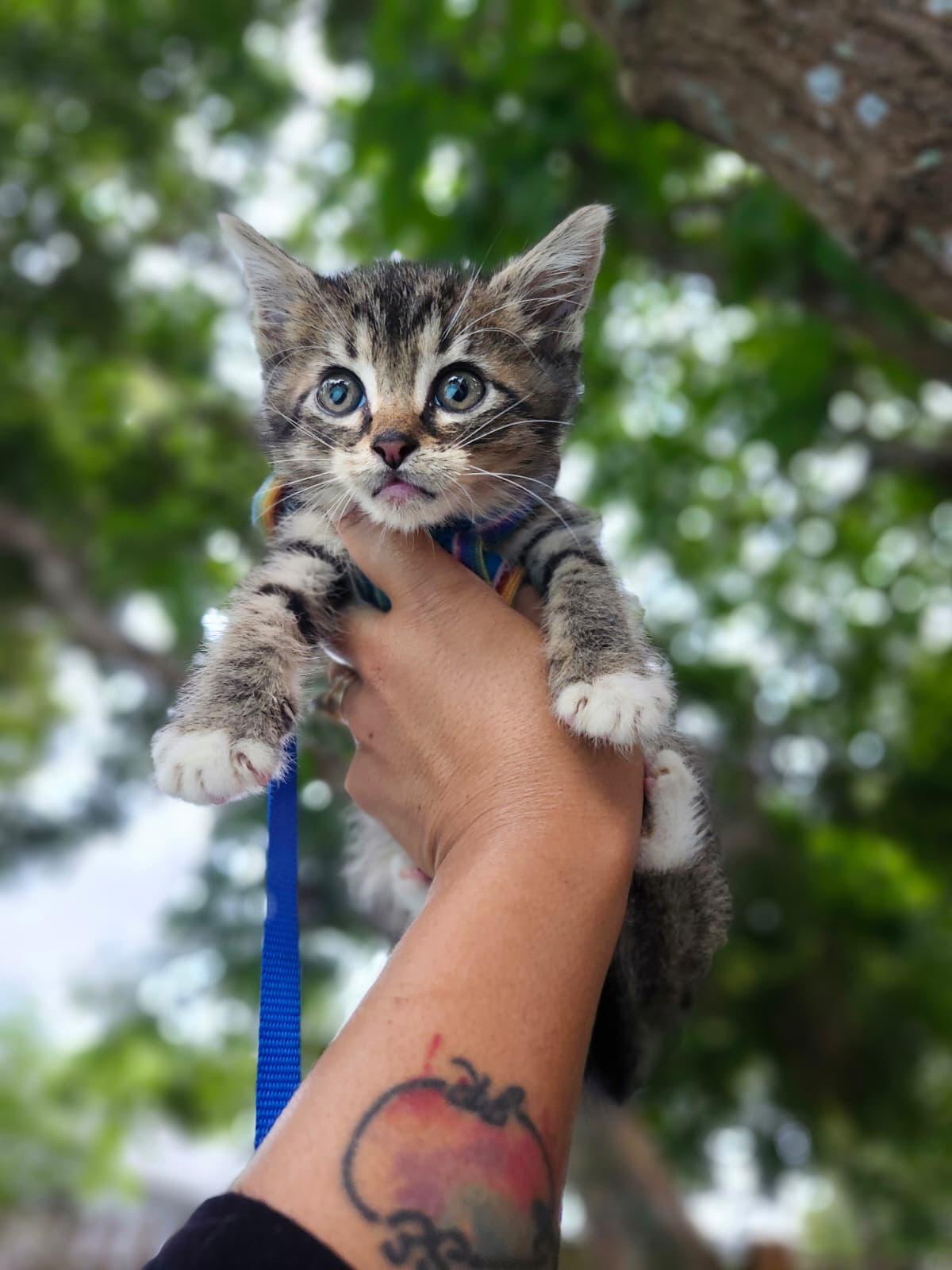 Enlarge Flash, a ADOPTABLE Domestic Short Hair in Sunrise, FL image 2/3