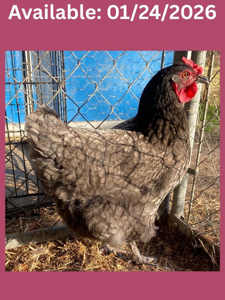 Blue Australorp Hen, Adoptable, Young Female Chicken.
